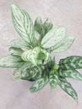 4" Aglaonema Assortment